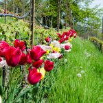 Die Tulpen am Giggerblick über Tramin