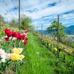 Die Tulpen am Giggerblick über Tramin