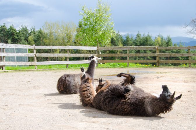 Lamas am Kaserhof in Oberbozen