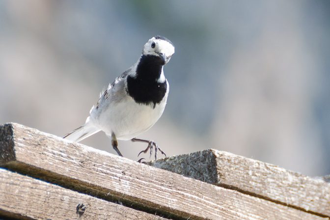 Auch Bachstelzen schätzen den Prgaser Wildsee