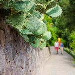 Spazierweg in den Gärten von Schloss Trauttmansdorff