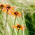 Blume in den Gärten von Schloss Trauttmansdorff