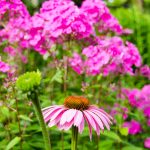 Blume in den GÃ¤rten von Schloss Trauttmansdorff