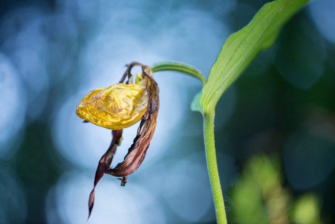 alter gelber Frauenschuh - Orchidee