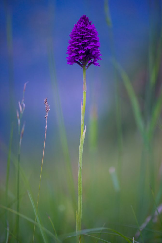 Orchidee - Breitblättriges Knabenkraut