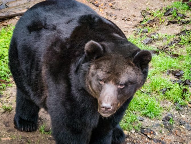 Braunbär Bruno von San Romedio