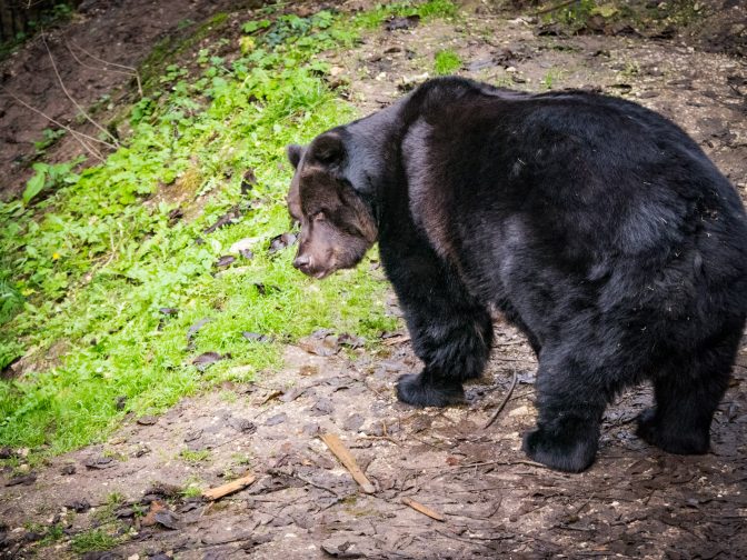 Braunbär Bruno der Bär von San Romedio