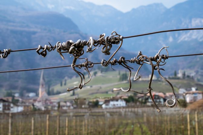 Weinbergranken am Cholerweg in Tramin