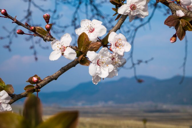 Mandelblüte mit Blick zum Kalterer See