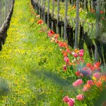 Tulpen in Weinberge