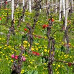 Tulpen in Weinberge