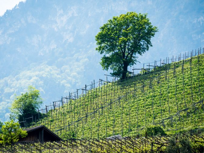 Ausblick vom Brenntalweg auf die Weinberge oberhalb der Weinstraße zwischen Tramin und Kurtatsch