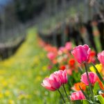 Tulpen in Weinberge