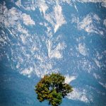 Baum aus Cisloner Alm