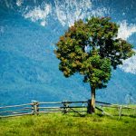 Baum aus Cisloner Alm