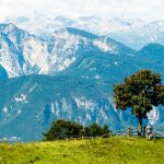 Baum aus Cisloner Alm