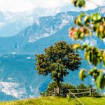 Baum aus Cisloner Alm