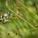 Schmetterling Schachbrettfalter