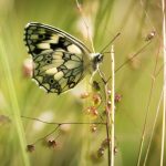 Schmetterling Schachbrettfalter