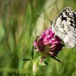 Schmetterling Schachbrettfalter