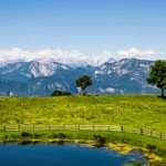 Baum auf Cisloner Alm