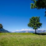 Baum auf Cisloner Alm