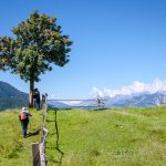 Baum auf Cisloner Alm