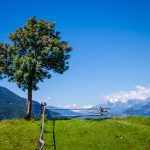 Baum auf Cisloner Alm