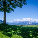 Baum auf Cisloner Alm