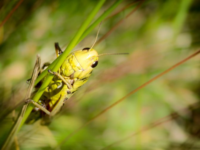 Neugierige Heuschrecke