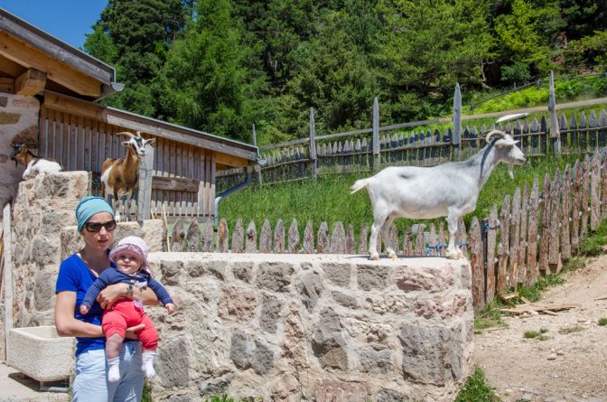 Ziegen auf der Mauer