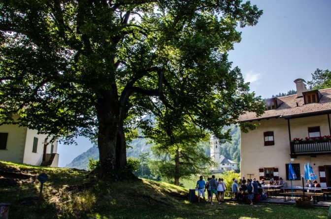 Gasthaus zur Kirche mit 400 Jahre alter Linde