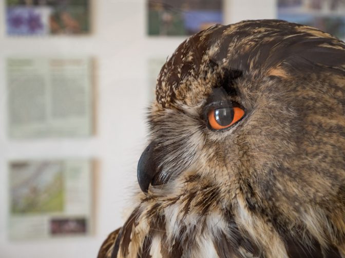 Eule im Informationsraum Naturpark Trudner Horn in Gfrill