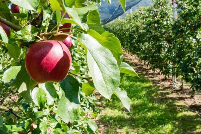 knackiger roter Südtirol Apfel