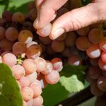 Gewürztraminer Trauben kosten