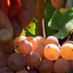 Gewürztraminer Trauben kosten