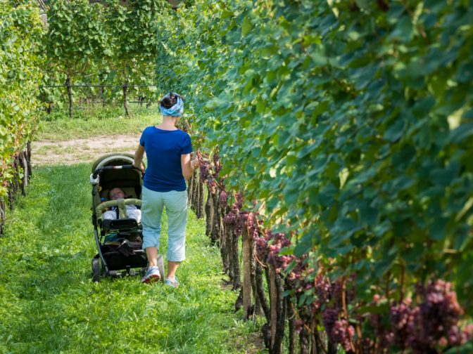 Das Wort "Leitn" bedeutet für die Südtiroler Weinbauern Weinberge in Hanglage