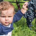 Cabernet Sauvignon Trauben