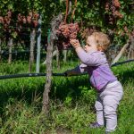 Gewürztraminer Trauben kosten