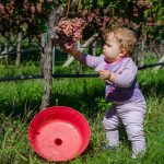 Gewürztraminer Trauben kosten