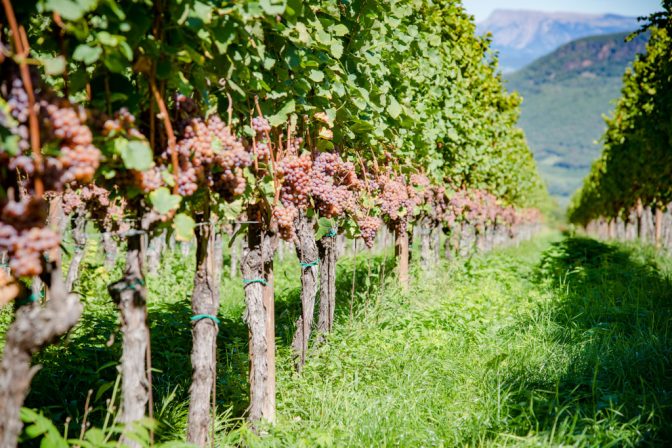 Die Gewürztraminer Weinberge des Plattenhofes