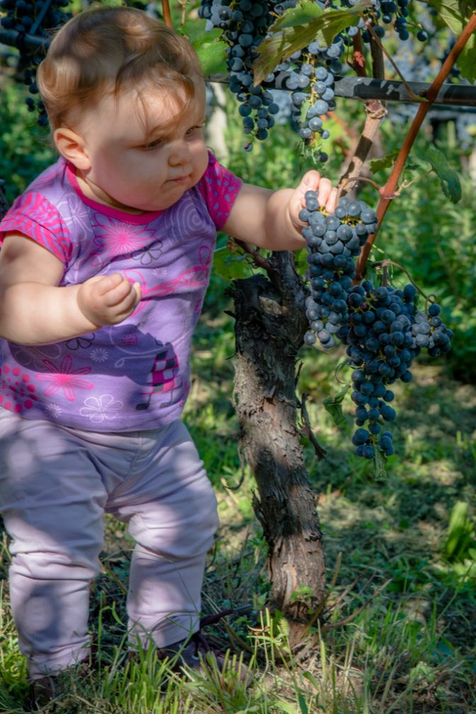 Anna beim Verkosten von Cabernet Sauvignon Trauben