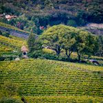 Zürgelbäume in Kurtatsch oberhalb des Weinlehrpfad