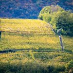 Weinberge am Amphore am Weinlehrpfad Kurtatsch