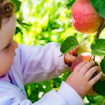 Anna beim Apfel pflücken