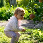 Anna beim Apfel pflücken