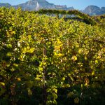 Herbstlicher Weinberg