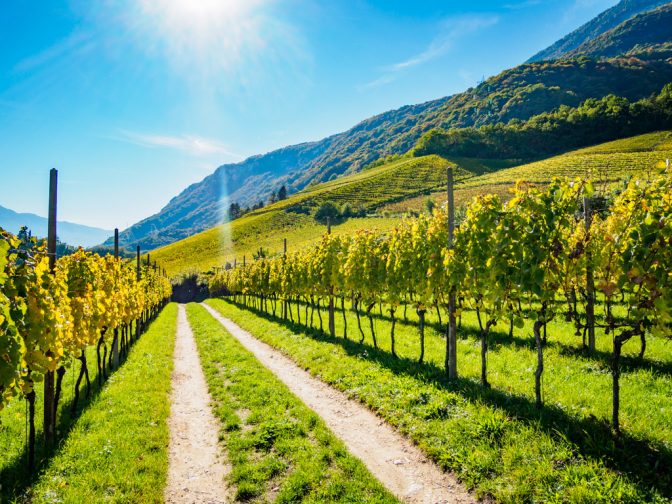 Herbstspaziergang - Herbstlicher Weinberg