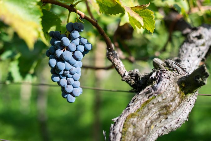 Cabernet Sauvignon Traube auf Rebe