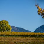 Weinberg im Spätherbst